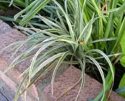 dianela-planta-ornamental (6)