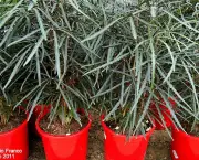 dianela-planta-ornamental (7)