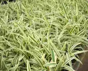 dianela-planta-ornamental (8)