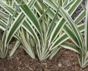 dianela-planta-ornamental (9)