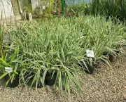 dianela-planta-ornamental (11)