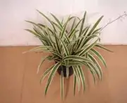 dianela-planta-ornamental (12)