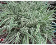 dianela-planta-ornamental (16)