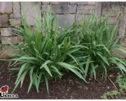 dianela-planta-ornamental (17)