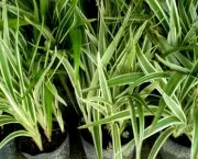 dianela-planta-ornamental (18)