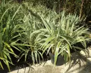 dianela-planta-ornamental (19)