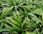 dianela-planta-ornamental (21)