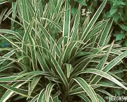 dianela-planta-ornamental (25)