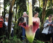 People look at a blooming titan arum plant at the Jardin des plantes botanical garden in Nantes, western France, on June 30, 2014. The titan arum (Amorphophallus titanum), also known as the corpse flower or stinky plant due to its odor, may remain in bloom for up to 24 to 48 hours before it begins to wilt. AFP PHOTO / JEAN-SEBASTIEN EVRARD
