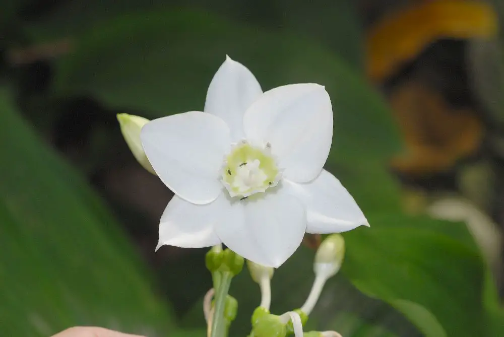 Estrela-da-anunciação (Eucharis Grandiflora) | Flores - Cultura Mix
