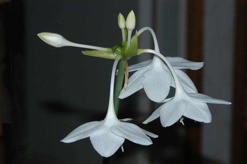 Estrela-da-anunciação (Eucharis Grandiflora) | Flores - Cultura Mix
