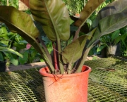 filodendro-cascata (6)