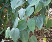 filodendro-cascata (9)