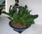 filodendro-cascata (11)