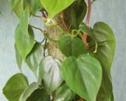 filodendro-cascata (16)