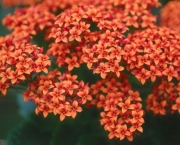 flores-sao-jose-do-rio-preto-floricultura-25