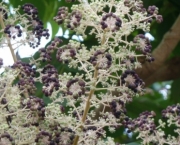 Flor Aralia (6)