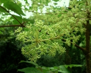 Flor Aralia (9)