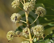 Flor Aralia (11)