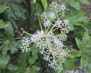 Flor Aralia (15)