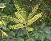 Flor Aralia (16)