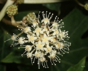 Flor Aralia (17)