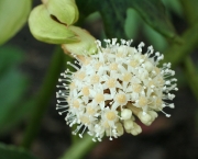 Flor Aralia (18)