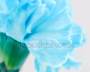 Flor Cravo Azul (2)