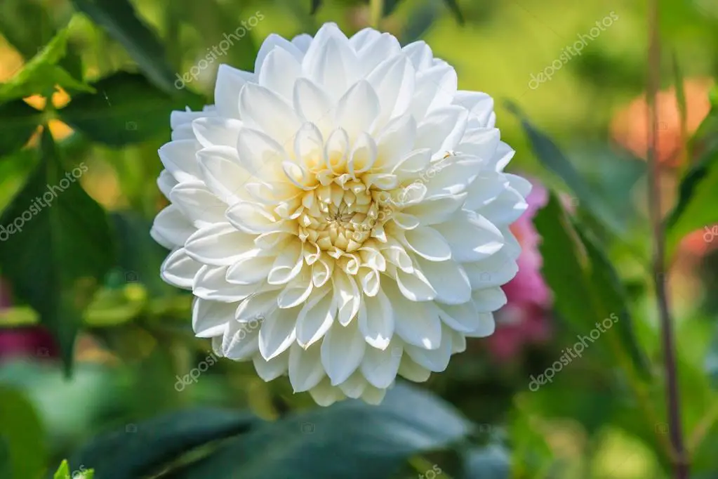 Flor Dália Branca: Significado | Flores - Cultura Mix