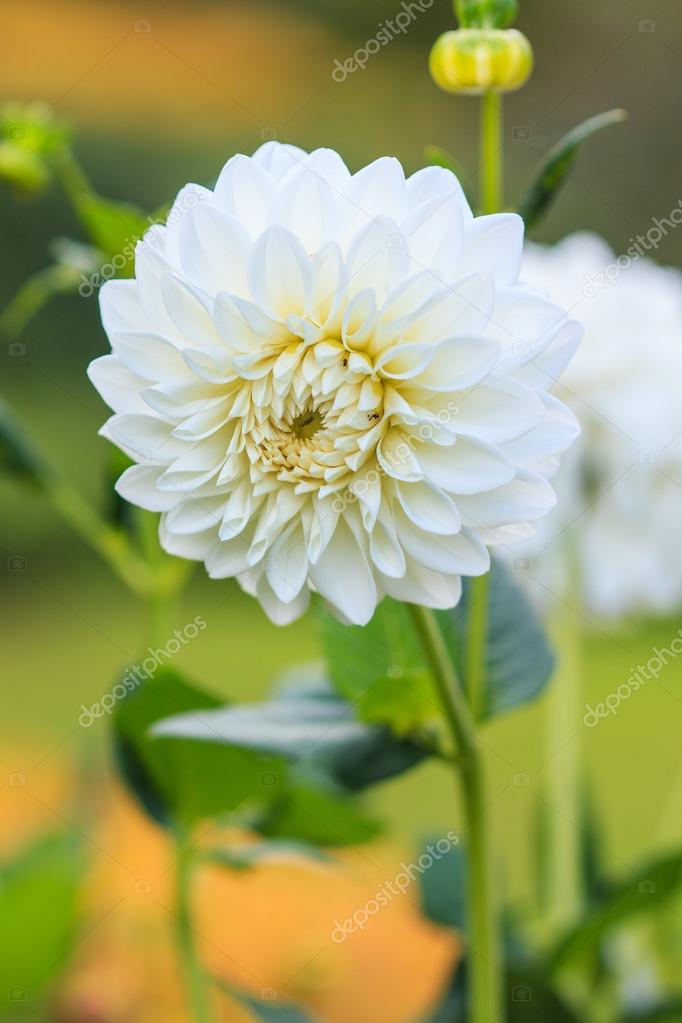 Flor Dália Branca: Significado | Flores - Cultura Mix