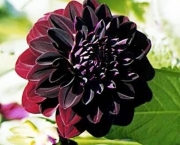 Flor Dália Negra (1)