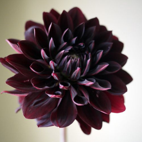 Flor Dália Negra | Flores - Cultura Mix
