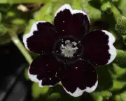 Flor Dália Negra (2)