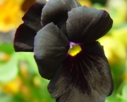 Flor Dália Negra (3)