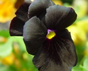 Flor Dália Negra (10)
