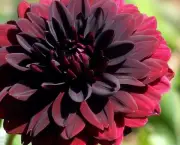 Flor Dália Negra (8)