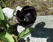 Flor Dália Negra (9)