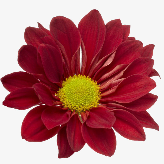 Flor Dalia Vermelha | Flores - Cultura Mix