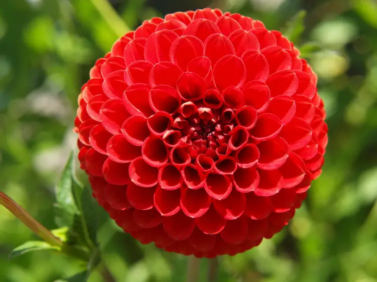Flor Dalia Vermelha | Flores - Cultura Mix