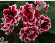 Flor de Gloxinias (6)