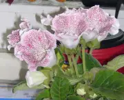 Flor de Gloxinias (7)