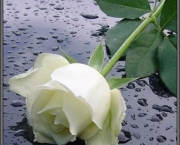 Flor de luto Branca (1)