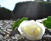 Flor de luto Branca (2)