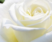 Flor de luto Branca (3)