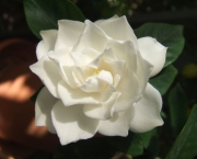 Flor Gardênia (1)