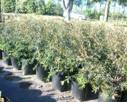 flor-leptospernum-arbusto (3)