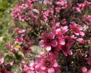 flor-leptospernum-arbusto (6)