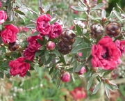 flor-leptospernum-arbusto (7)