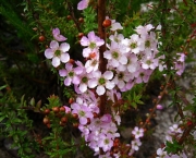 flor-leptospernum-arbusto (8)