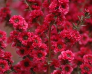 flor-leptospernum-arbusto (9)